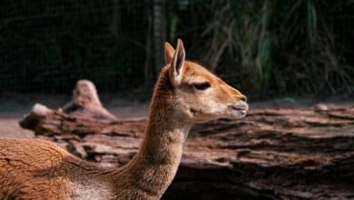 caller profile information request